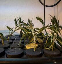 Propagación de cannabis: sistemas aeropónicos y medios sin suelo