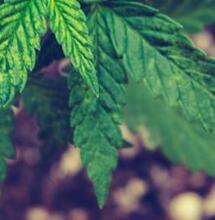 Saca el olor a cannabis de manos y dedos