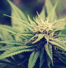 TASSO DI VENTILAZIONE