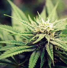 Über den Duft von Cannabis