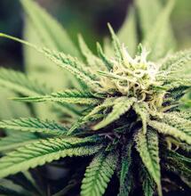 Der Duft von Cannabis - Wie man Qualität und Terpene am Geruch erkennt