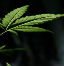 South Africa may legalize medical cannabis production