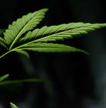 CULTIVO DE CANNABIS MEDICINAL