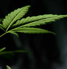 Curing i tradycyjne suszenie