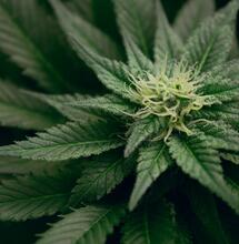 Canapa, cannabis ed enzimi - Le prime analisi sul DNA