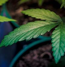 ¿Cuándo hay que plantar marihuana? Guía completa