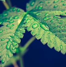La importancia de la fertilización foliar en el cultivo
