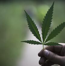 Everything You Need to Know About Cannabinoids