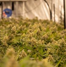 ¿Cómo secar la humedad del indoor de cannabis?