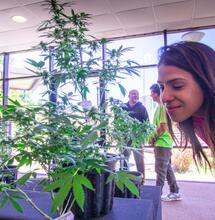 Se enciende la Expocannabis Uruguay 2020