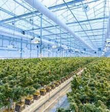 Uruguay consolida liderazgo latino en exportación de cannabis en 2025