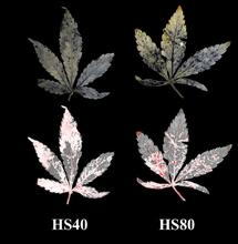 Konopie w ekstremalnym upale. Spadek THC i CBD oraz silny stres komórkowy