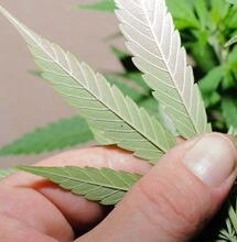 Cómo Evitar los Errores Más Comunes en el Cultivo de Marihuana
