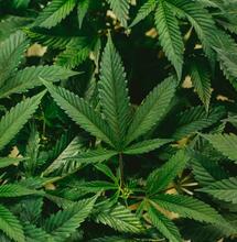 Nebraska’s Omaha Tribe Enforces Cannabis Reform