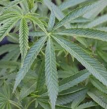 Receta de ferti riego NPK casero para cannabis.