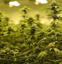 Cómo abonar marihuana.