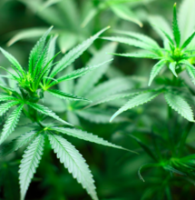 Algunos fertilizantes orgánicos para el sustrato de cannabis: harina de hueso, arenisca verde, harina de alfalfa y fosforita. 