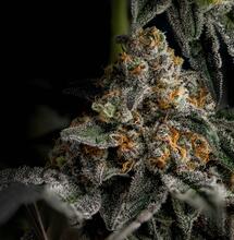 ¿Cómo fertilizar marihuana de forma natural?