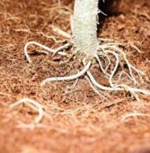 Cultivo de cannabis con fibra de coco como sustrato