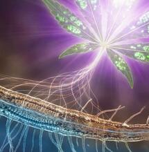 Fisiología de la zona radicular: Estrés hídrico e intensidad lumínica