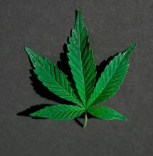 Descubren flavoalcaloides en hojas de marihuana