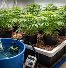Growers Tips: Using the Flood and Drain System
