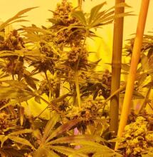 image from inside a grow tent