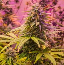 ¿Afecta el flushing o lavado de raíces al sustrato de marihuana?