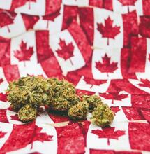 Focus: Canada e legalizzazione della cannabis