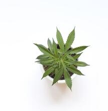 Cannabis, utili anche le foglie: uno studio sui fenoli