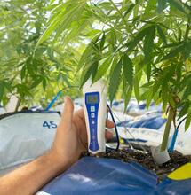 Fosfor při pěstování konopí