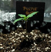 Small marijuana plant