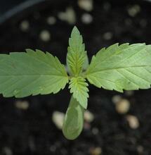 Guía oficial de cultivo de marihuana en exterior (2025)