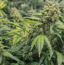 Fotoperiodo en marihuana: la luz es todo