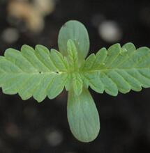 pH perfecto para crecimiento de marihuana.