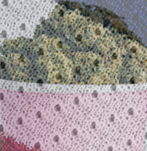 France Enters the Medical Cannabis Sector