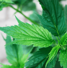 Frisian Duck: cannabis con hojas de pata de pato