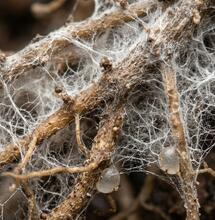 How Do Mycorrhizal Fungi Benefit Cannabis Plants?