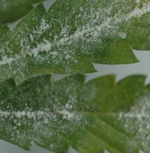 Todo para eliminar o prevenir hongos en el cannabis.