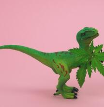 From Names to Odd Research: 15 Things Bizarre About Marijuana