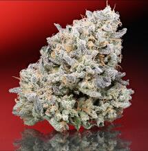 Opnieuw eist een experimentkweker schadevergoeding