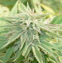 gedoe rond wiettelers