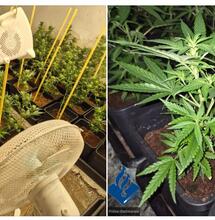 Geen lof voor politie na oprollen wietplantages