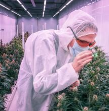 Een gelukkige wietplant groeit beter, is weerbaarder, en kan met minder pesticiden toe