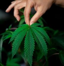 holding a leaf of marijuana with the palm. 