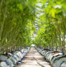 Etapas del crecimiento del cannabis