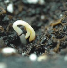 Germinación de semillas viejas