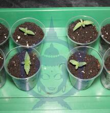 Gli errori comuni nella fioritura di cannabis