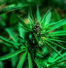 Mr Corbyn would legalise medical cannabis