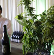 A Little Pot with that Pinot? California Weed Farms and Wineries Pair Up